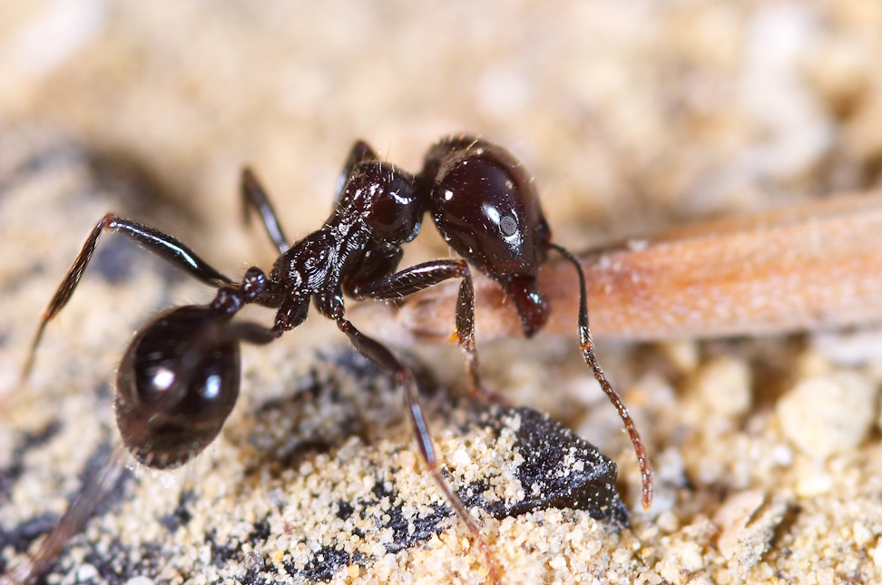 Rover Ant (Brachymyrmex patagonicus) specimen