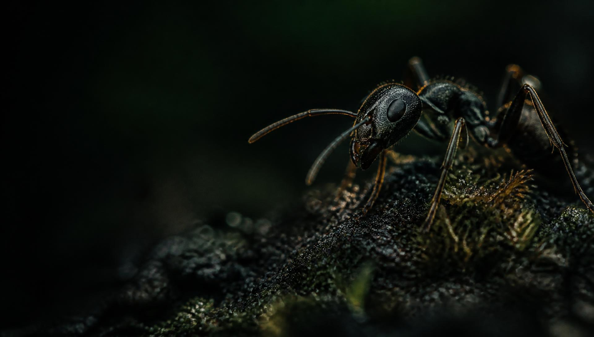 Macro photograph of an ant on damp forest soil